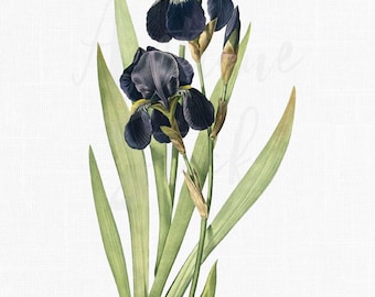 Iris Flower PNG Clipart, Botanical Digital Download Image for Wedding Invitations, Scrapbook, Prints, Collages, Crafts⎢Purple Bearded Iris