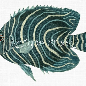 Antique Fish Drawing "Koran Angelfish" Illustration Digital Download for Decals, Scrapbook, Collages, Stationery, Invites...