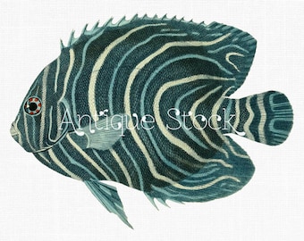 Antique Fish Drawing &quot;Koran Angelfish&quot; Illustration Digital Download for Decals, Scrapbook, Collages, Stationery, Invites...