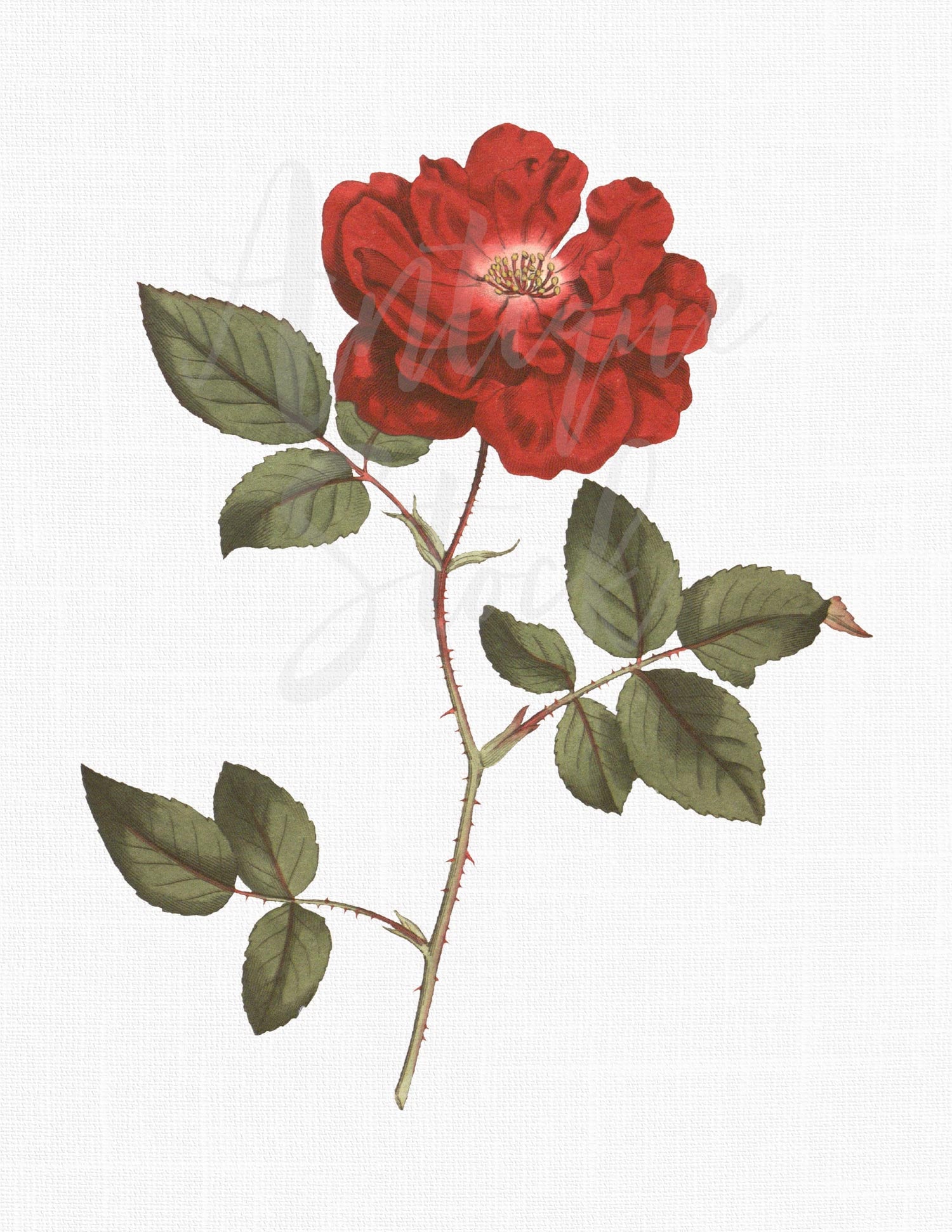 Vintage Red Rose Clip Art