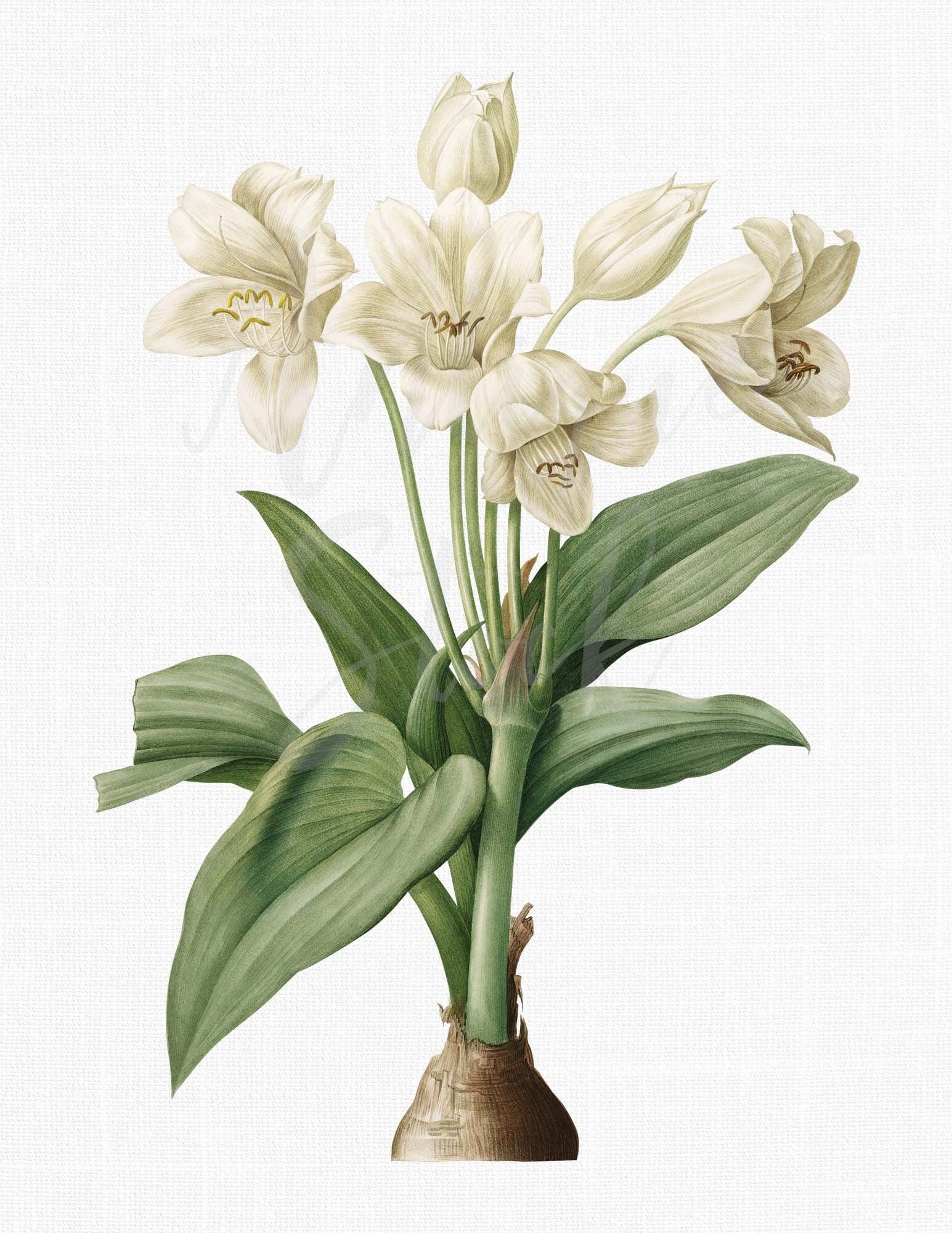 Flower Clipart Christopher Lily