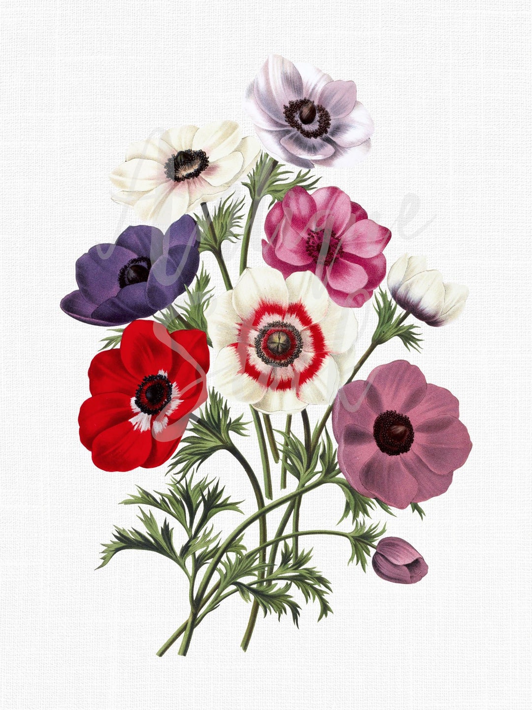 ポピーアネモネの花のクリップアート、植物イラスト（デジタル