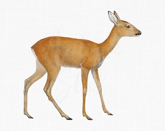 Descarga imágenes prediseñadas de ciervos: "Corza hembra". Archivo digital de animales para impresión, decoración de paredes, decoupage, álbumes de recortes, etc.