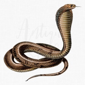 Cobra Art Download &quot;Egyptian Cobra&quot; Digital PNG + JPG Images for Prints, Wall Art Prints, Collages, Decor, Graphic Design...