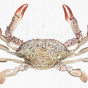 Clipart afbeelding krab "Zwemmende krab" Vintage illustratie voor collages, grafisch ontwerp, decoupage, wanddecoratie, uitnodigingen...