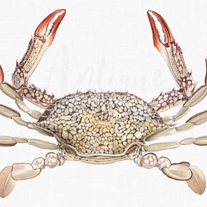 Crab Clipart Image "Swimming Crab" Vintage Illustration for Collages, Graphic Design, Decoupage, Wall Decor, Invites...