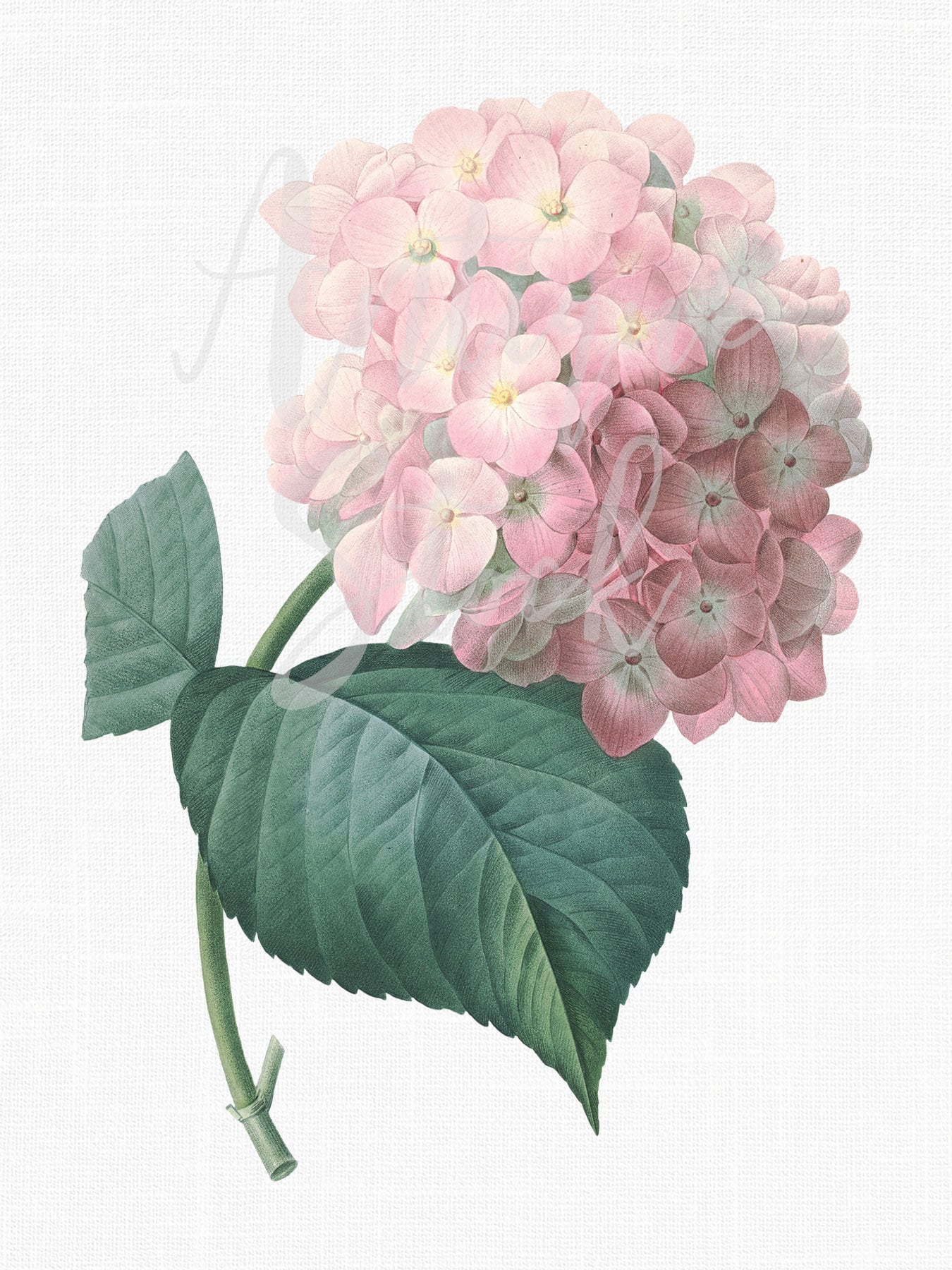アジサイのクリップアート「ピンクのオルテンシア」植物イラスト PNG