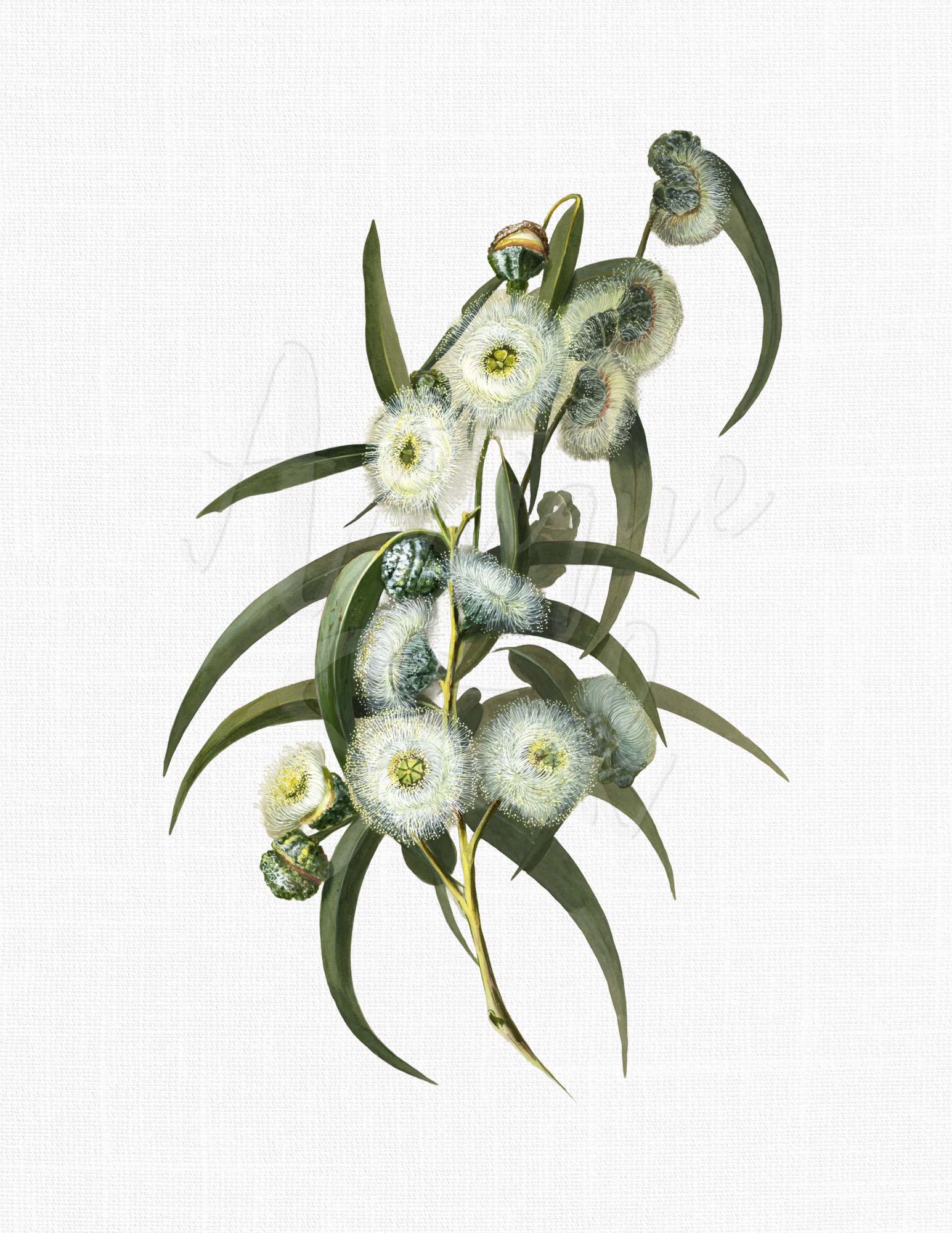 AntiqueStock - Etsy 日本