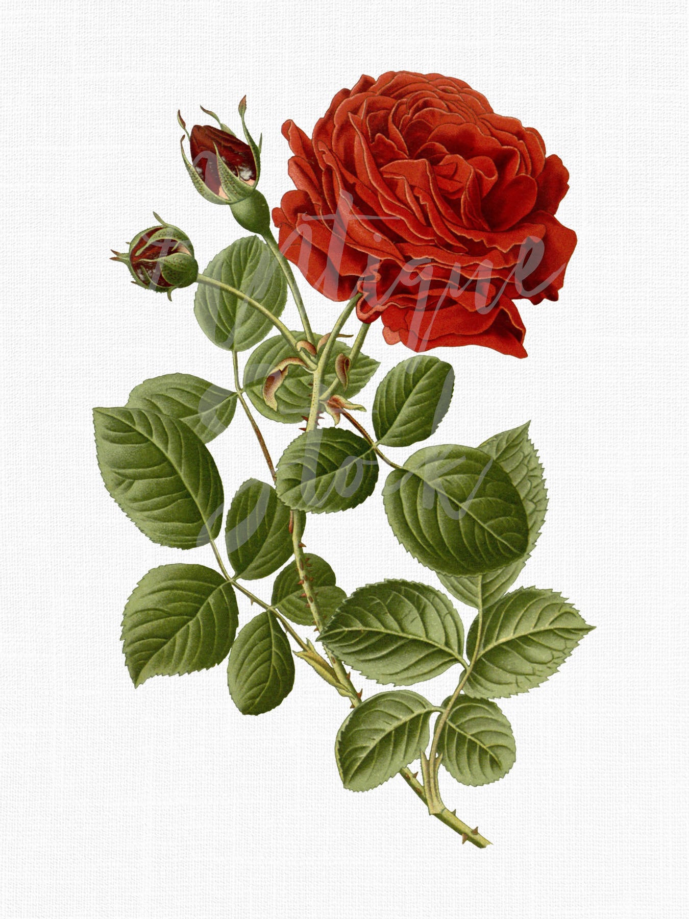 Red Rose Clip Art jack Rose Botanical Illustration - Etsy
