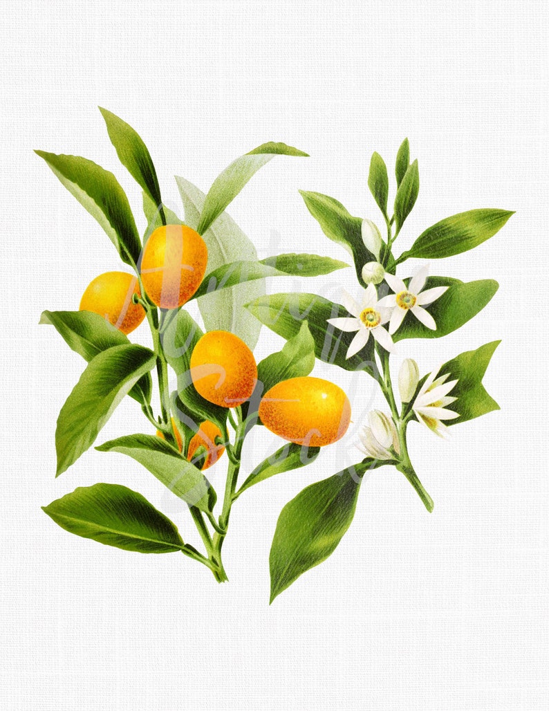 Kitchen Wall Art Fruit Clipart Kumquat Digital | Etsy