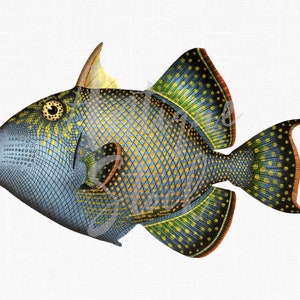 PNG Digitaler Fisch "Blauer Drückerfisch" Herunterladbare Illustration für Wand-Dekor, Scrapbooking, Collagen, DIY-Projekte ...