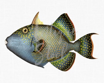 PNG Digital Fish "Blue Triggerfish" Downloadable Illustration Image for Wall Decor, Scrapbooking, Collages, DIY Projects...