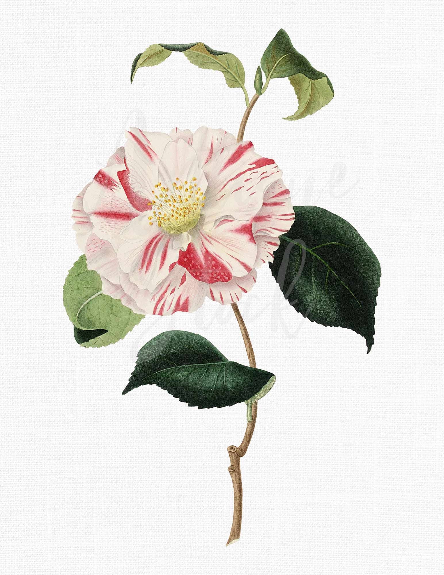Camellia Tattoo - Etsy