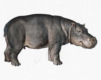 Hippopotamus Clipart, Vintage Image "Hippopotamus" Antique Illustration PNG & JPG for Sublimation, Prints, Invitations, Collages, Crafts...