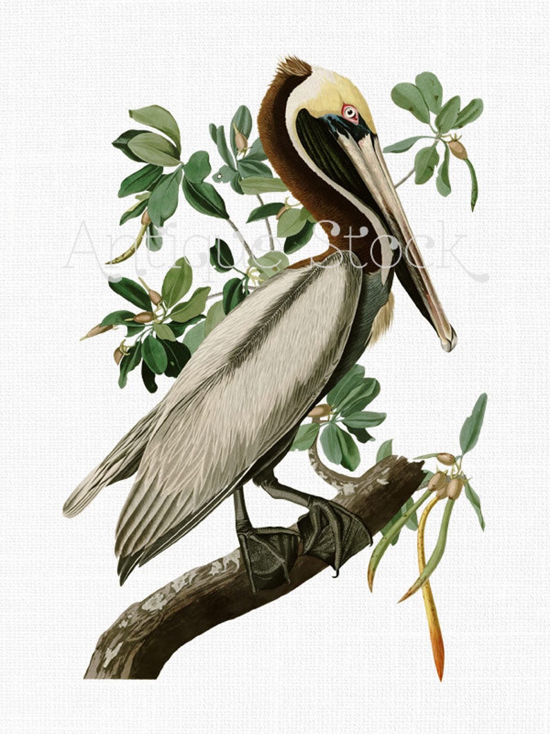 Bird Clip Art Illustration Brown Pelican Clipart Digital Download Image for Scrapbook, Wall Art, Collages, Decoupage, Crafts... image 1