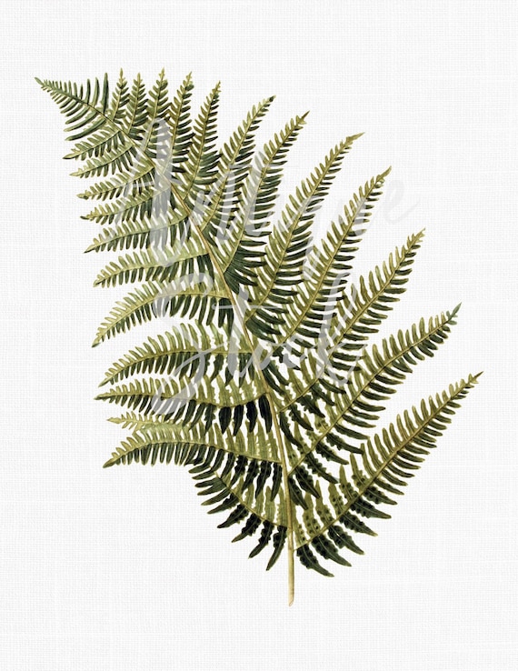 Leaf Clipart, Printable Botanical "Bracken" Vintage Digital Image for Wall Art Prints, Cards, Invites, Crafts, Transfers...