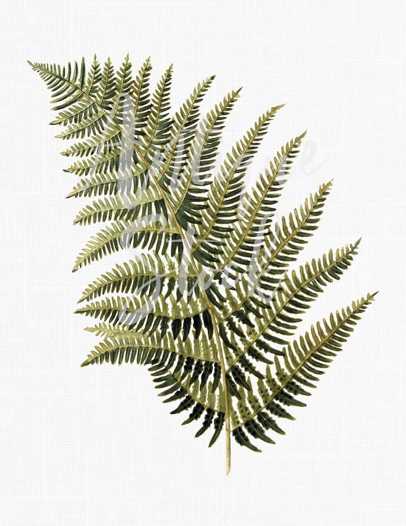 May include: A detailed botanical illustration of a fern frond. The artwork features a central stem with numerous small, detailed leaflets in shades of green and olive. The background is a textured white, enhancing the naturalistic feel of the plant.