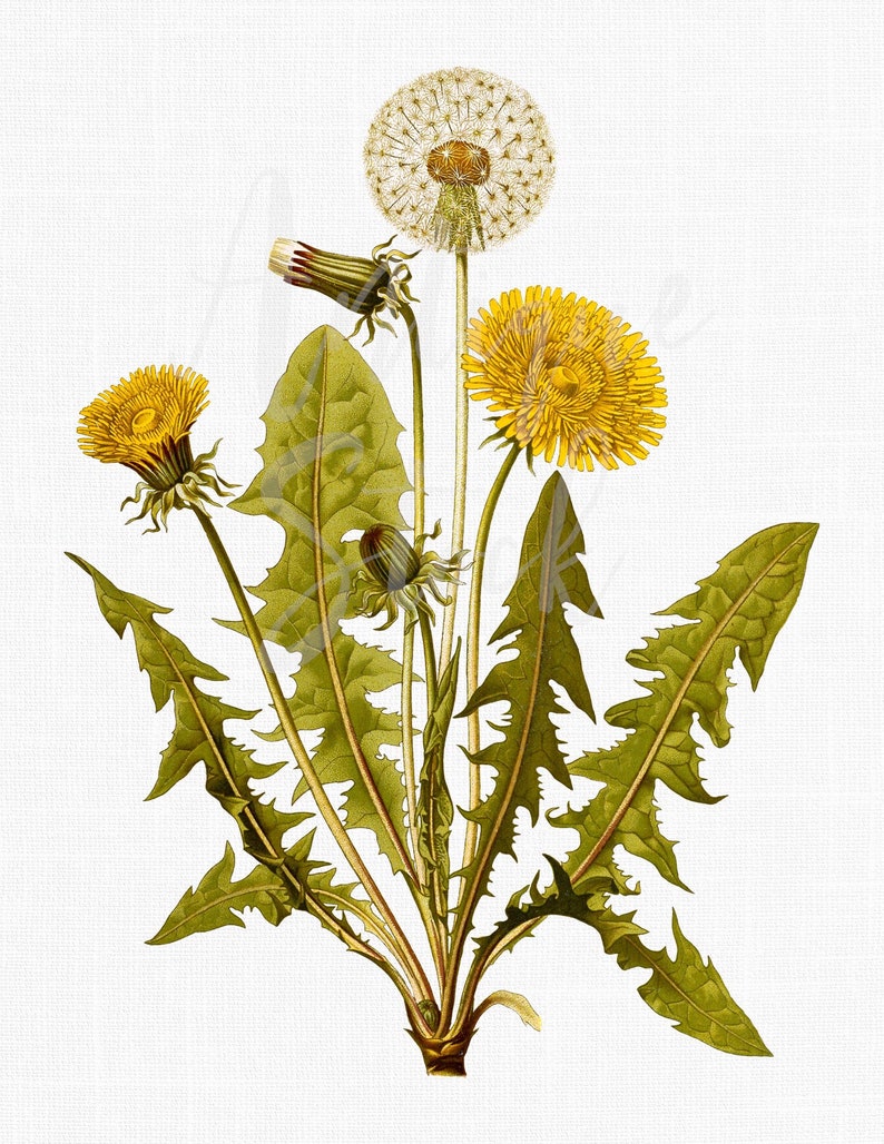 Herb Decor, Plant Clipart Common Dandelion Botanical Illustration Digital Download for Wall Art Prints, Invitations, Collages, Crafts... image 1