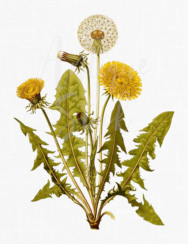 Decoración de hierbas imágenes prediseñadas de plantas imagen 1