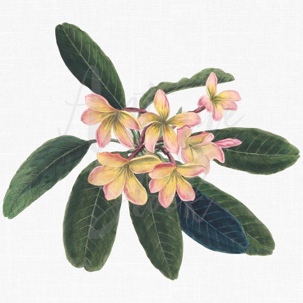 Botanical Illustration, Flower Clipart PNG "Frangipani" Plumeria Clip Art for Scrapbook, Invitations, Card Making, Prints, Decoupage...