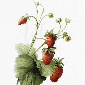 Walderdbeere Bild Download, Botanische Illustration JPG / PNG Dateien für Druck, kommerzielle Nutzung, Frühlingswandkunst • Walderdbeere