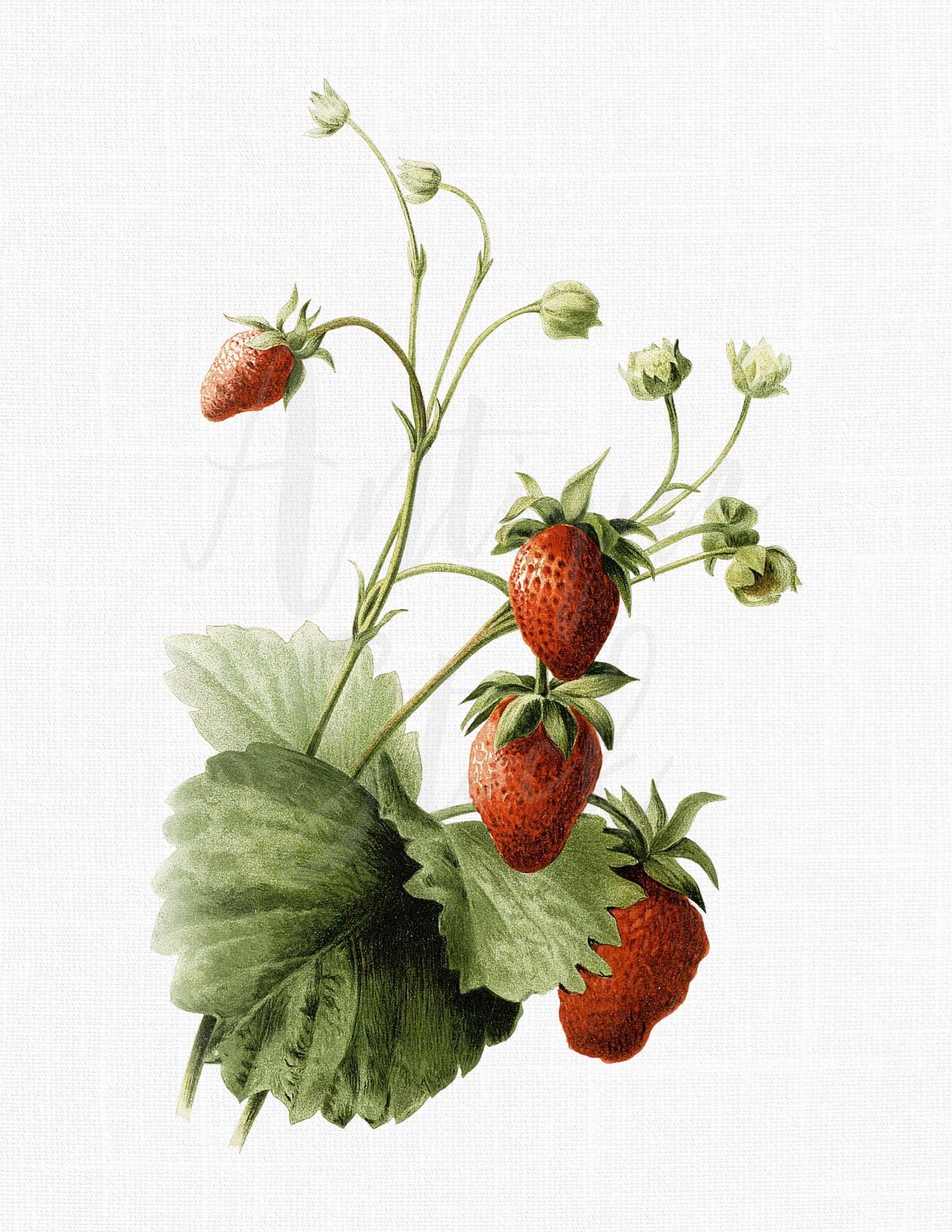 Strawberry Stencil For Painting & Crafts - Fruit Art Template Canvas DIY Design