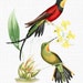 Hummingbird Clipart 'Trochilus Pyra' Printable Digital Download Vintage Illustration for Collages, Scrapbook, Decoupage, Wall Art...