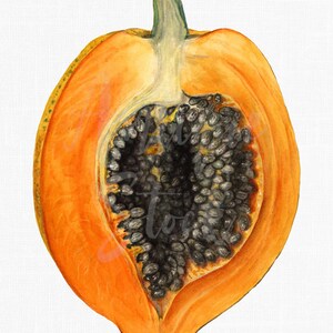 Tropische Früchte Transparente Clipart ""Papaya"" für Wand Kunst Küche Dekor, Collage, Design, Geschenke..."