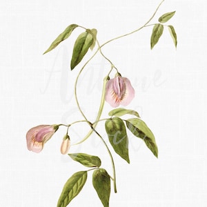 Clipart di fiori "Butterfly Pea" Download digitale Immagine artistica di illustrazione botanica per inviti, artigianato, collage, arte murale...
