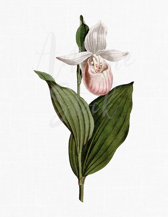 Vintage Orchid Flower Image 