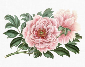 Peony Flower Clipart "Pink Tree Peonies" Illustrazione botanica Arte Download istantaneo Immagine per inviti di nozze, album di ritagli, stampe...