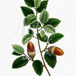 Illustrazione botanica "Quercia da sughero" Foglie e ghiande Download digitale Immagine PNG per album di ritagli, artigianato, design, collage, arte della parete...