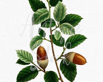 Botanical Illustration "Cork Oak" Leaves & Acorns Digital Download PNG Image for Scrapbook, Crafts, Design, Collages, Wall Art...
