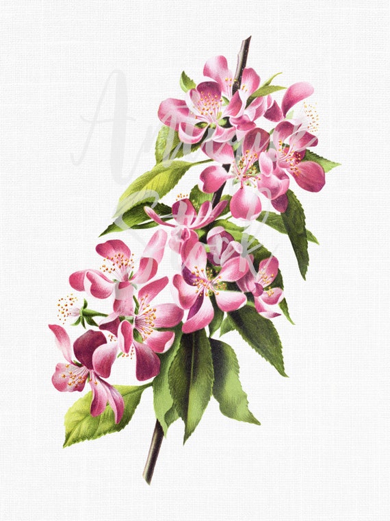 Imágenes prediseñadas de flores rosadas Apple - Etsy México Imágenes prediseñadas de flores rosadas Apple - Etsy México