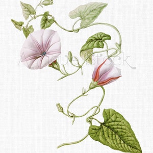 Clip Art de videira "Trepadeira Rosa" Ilustração botânica de flores rosas para convites, pôsteres, artesanatos, colagens, criação de cartões...