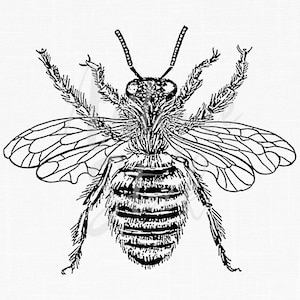 May include: Black and white line drawing of a bee with wings spread out. The bee has a segmented body and hairy legs.