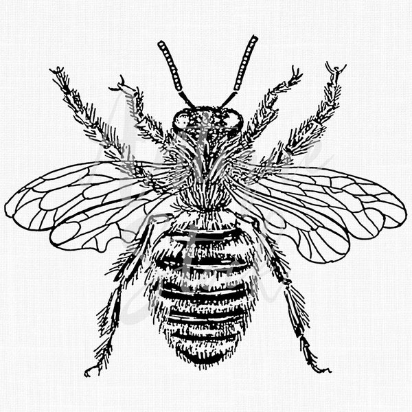 Insect Clipart "Queen Bee" Line Art Transfer Honey Bee Printable Image for Card Making, Scrapbooking, Decoupage, Design, Paper Crafts...