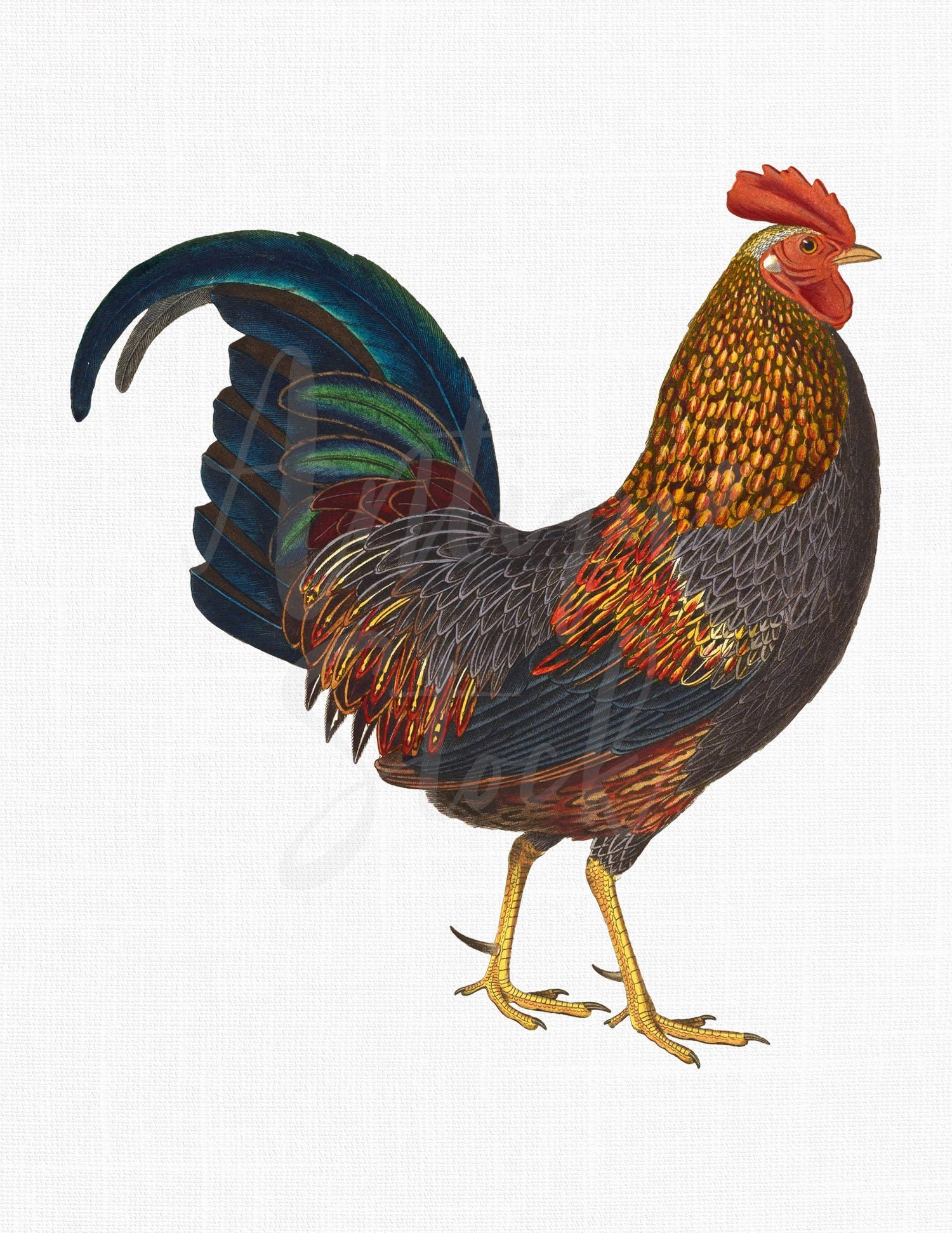 Vintage Printable Image "Grey Junglefowl" Rooster Bird Clip Art, PNG + JPG Instant Download for Collages, Crafts, Transfers, Prints...