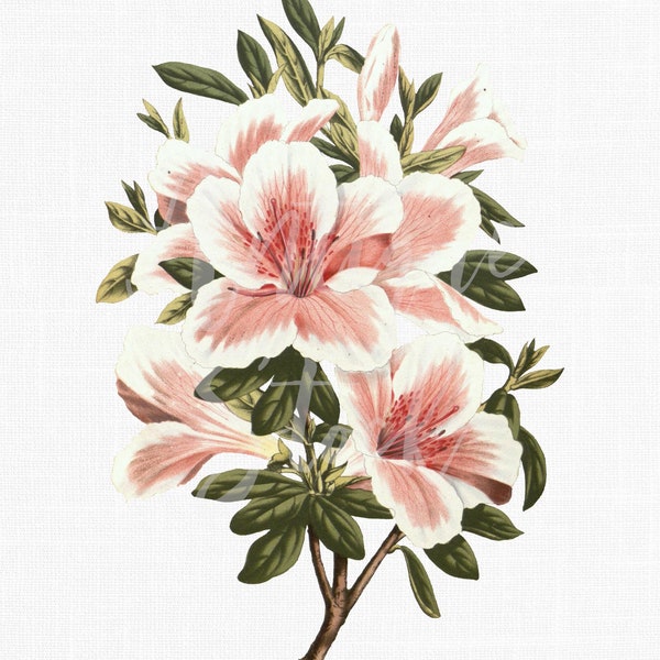 Vintage Flowers Illustration "Azalea Indica" Digital Image Botanical Printable for Collages, Graphic Design, Paper Crafts, Wall Art...