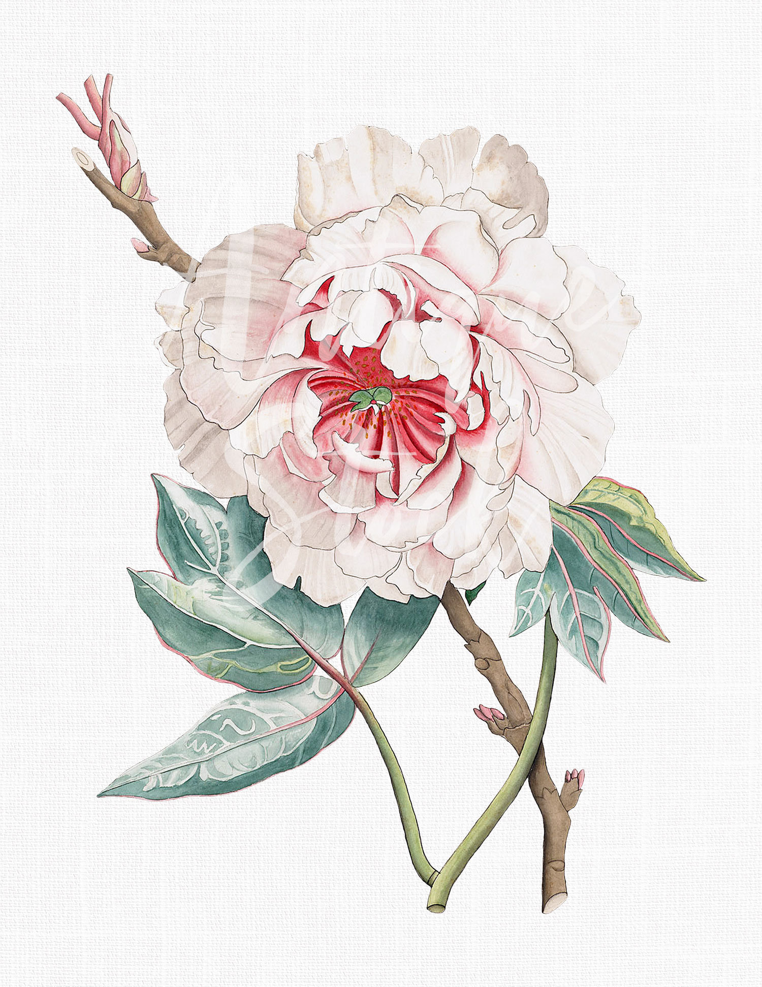 Flower Clipart Japanese Peony Botanical | Etsy