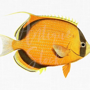 Fish Clipart &quot;Dotted Butterflyfish&quot; Antique Printable Digital Download Illustration for Collages, Decoupage, Wall Decor, Invitations...