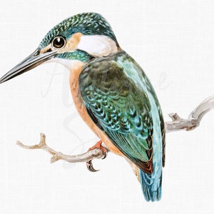 PNG + JPG Bird Image &quot;Kingfisher&quot; Printable Digital Download, Vintage Illustration for Wall Art Prints, Decoupage, Collages...