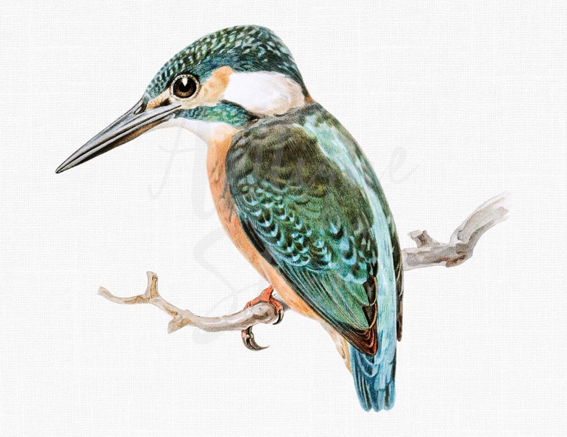 PNG JPG Bird Image kingfisher Printable Digital | Etsy