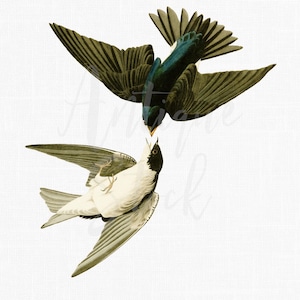 Flying Swallows Clipart Image &quot;White-bellied Swallow&quot; Digital Download Art for Invitations, Scrapbooking, Transfers, Crafts, Collages...