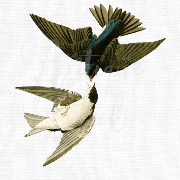 Flying Swallows Clipart Image "White-bellied Swallow" Digital Download Art for Invitations, Scrapbooking, Transfers, Crafts, Collages...