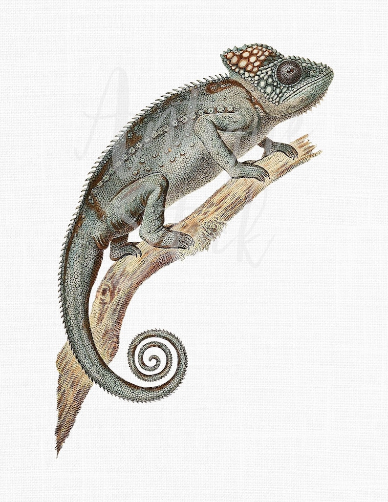 Vintage PNG Image Warty Chameleon Digital Download Printable Illustration for Collages, Invitations, Decoupage, Wall Art Prints... image 1