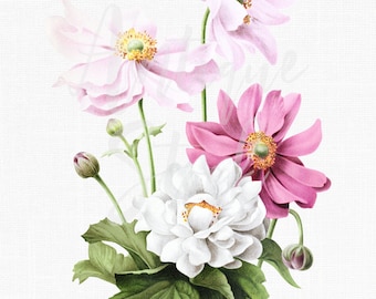 Różowe i białe kwiaty Clipart "Japońskie anemony" Botaniczna ilustracja Cyfrowe pobieranie obrazu do zaproszeń, rękodzieła, kolaży...