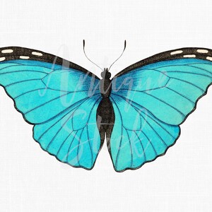 Clipart di farfalla "Blue Morpho", illustrazione vintage, immagine digitale scaricabile per inviti, album, poster, collage, lavori artigianali...