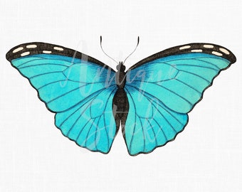 May include: A blue butterfly with black markings and white spots on its wings. The butterfly is drawn in a watercolor style.