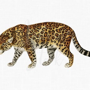 Jaguar PNG, Vintage Animal Clipart "Jaguar" Cyfrowa grafika do pobrania na zaproszenia, albumy, wydruki, kolaże, rękodzieło...